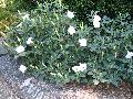 Railroad Vine / Ipomoea species